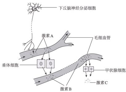 秘鲁玛卡调节荷尔蒙 秘鲁玛卡调节荷尔蒙